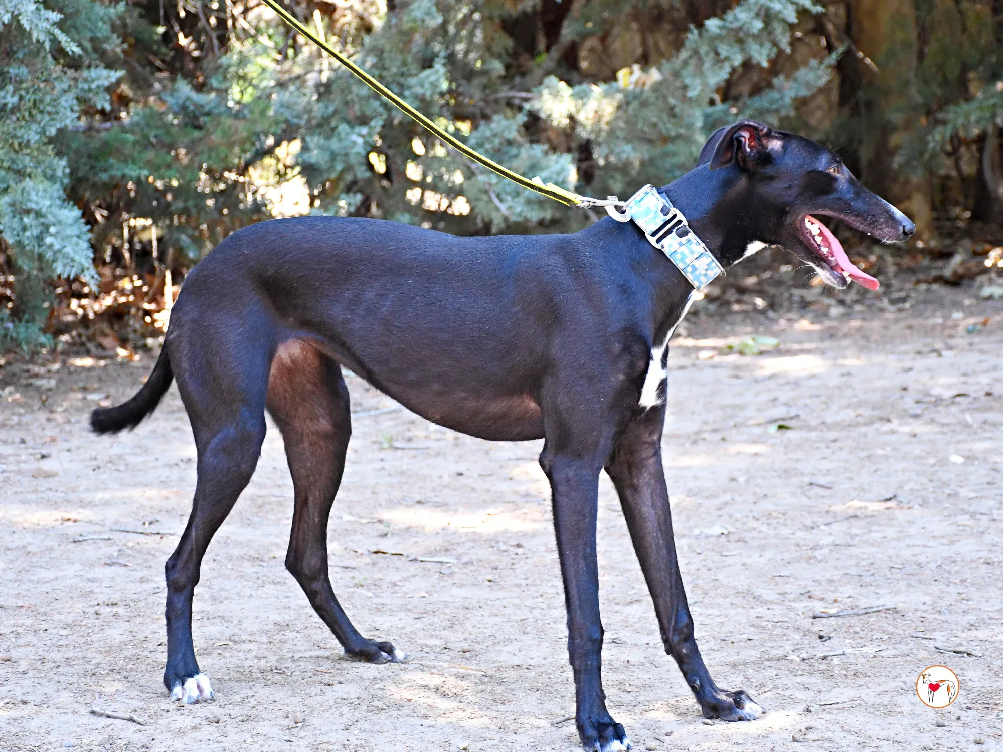 perla galgo adozione 10