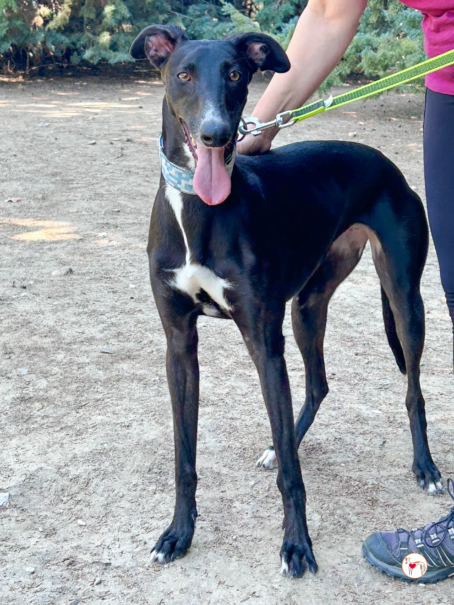 perla galgo adozione 11