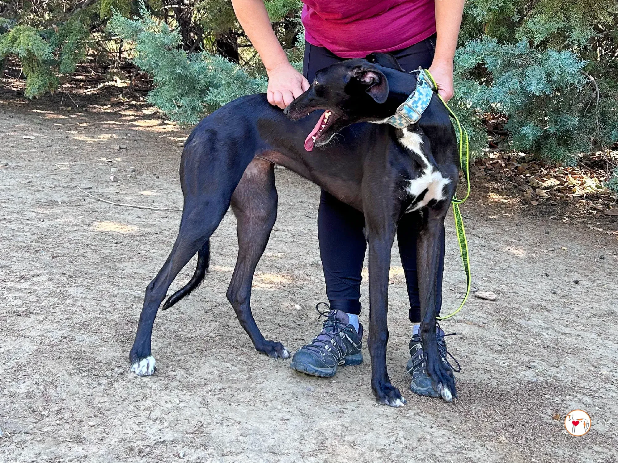 perla galgo adozione 12