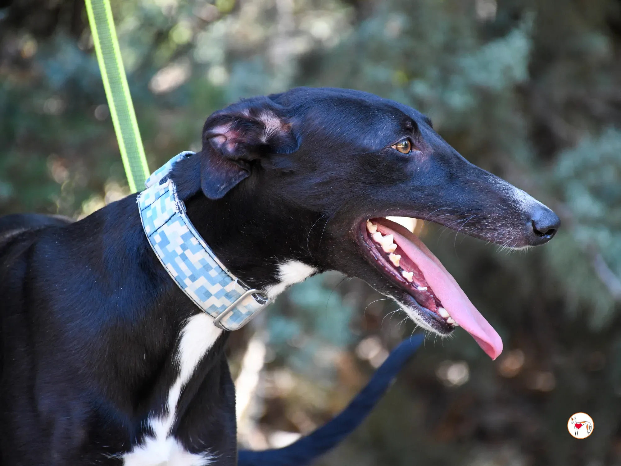 perla galgo adozione 13