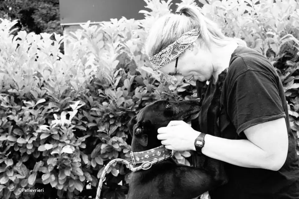 peroni adozione levrieri greyhound 