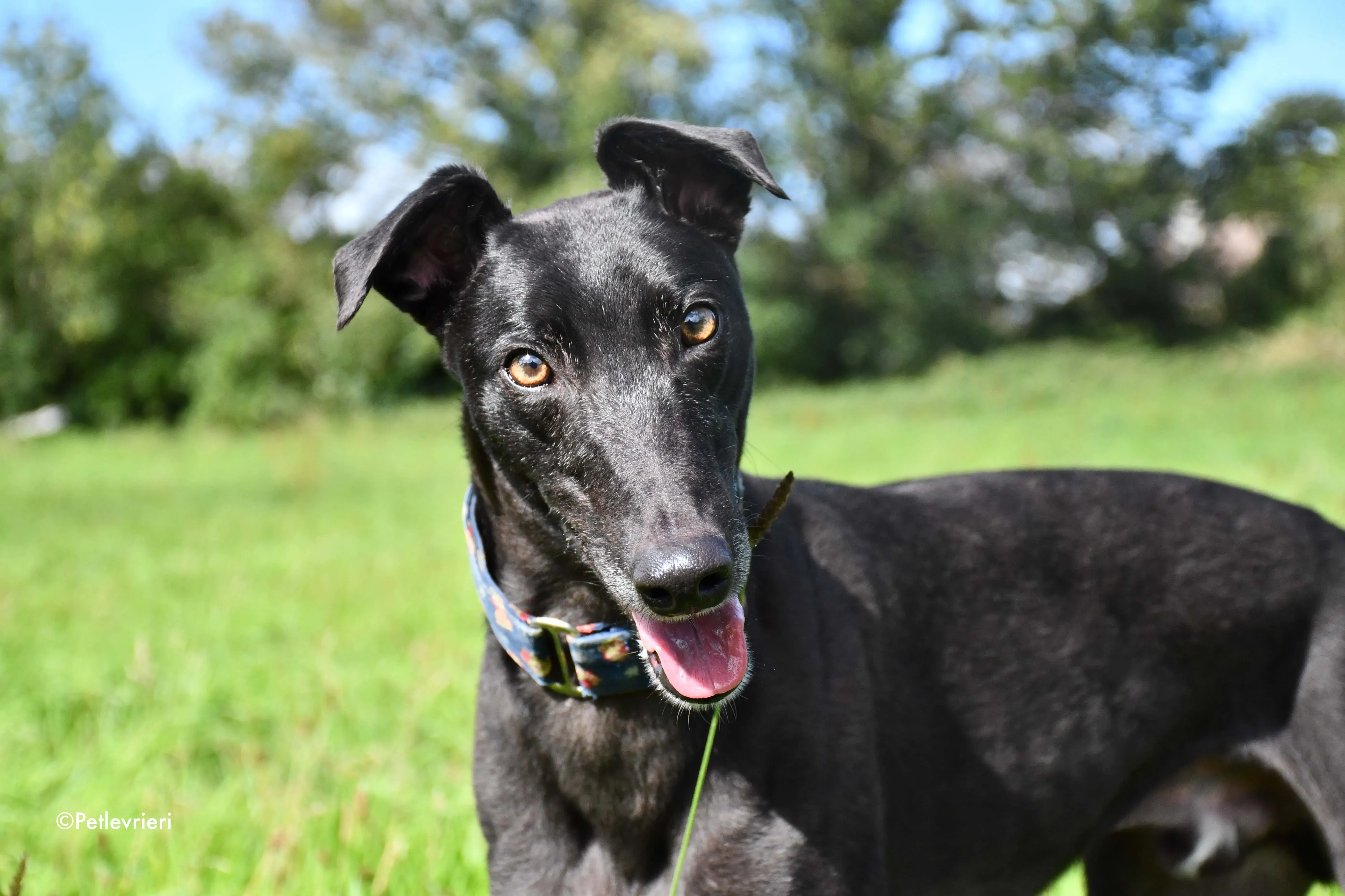 peroni adozione levrieri greyhound 1