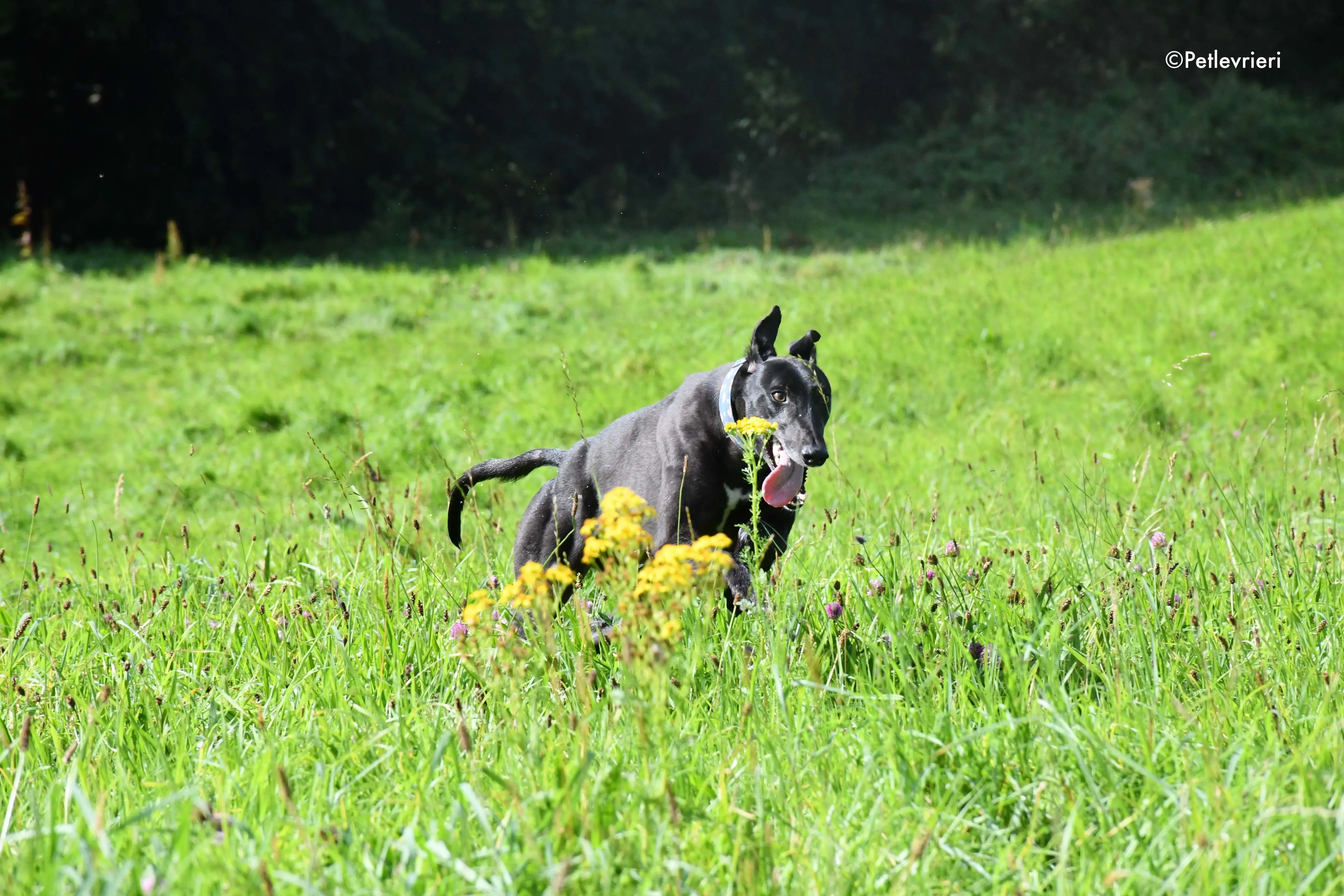 peroni adozione levrieri greyhound 8