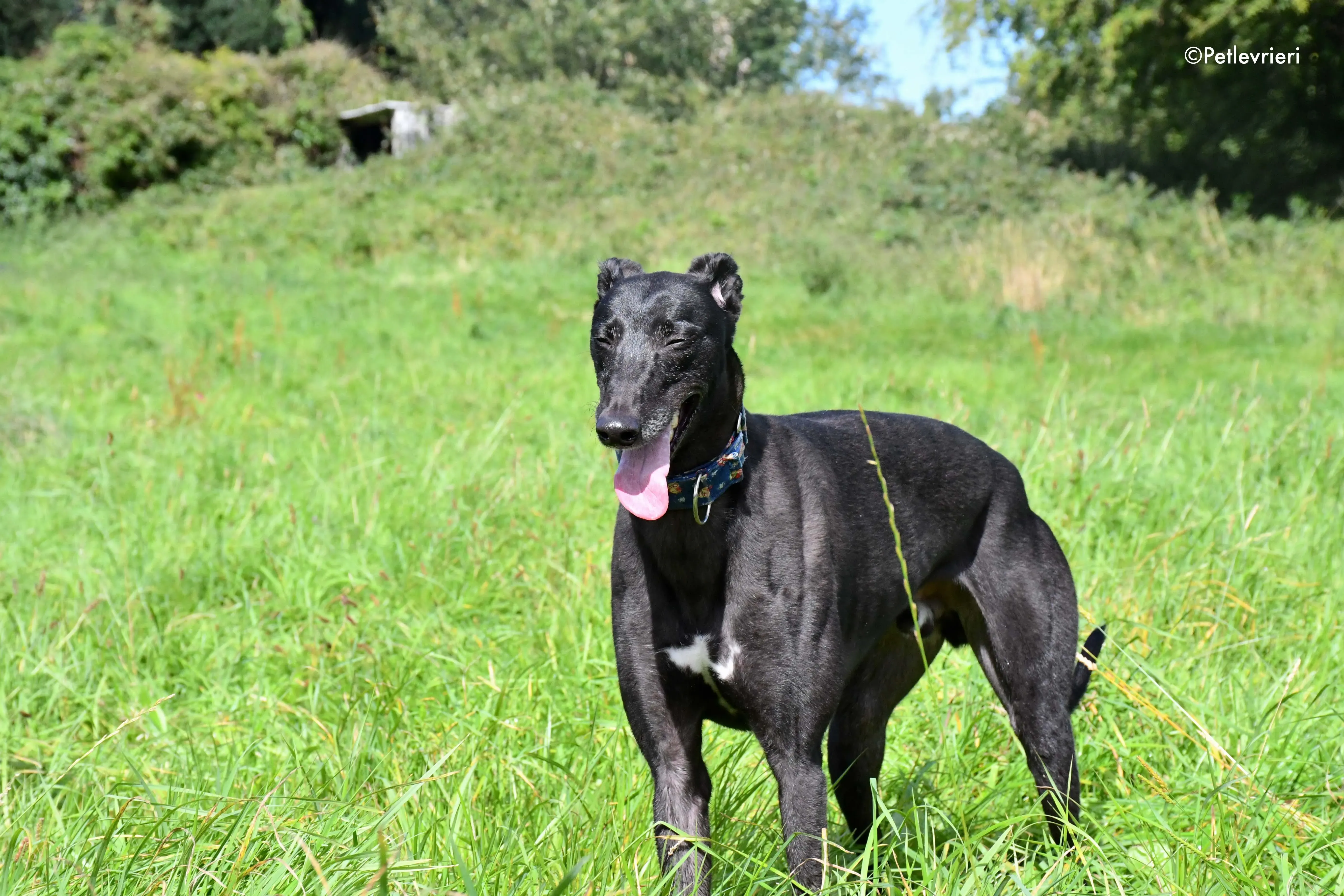 peroni adozione levrieri greyhound 9