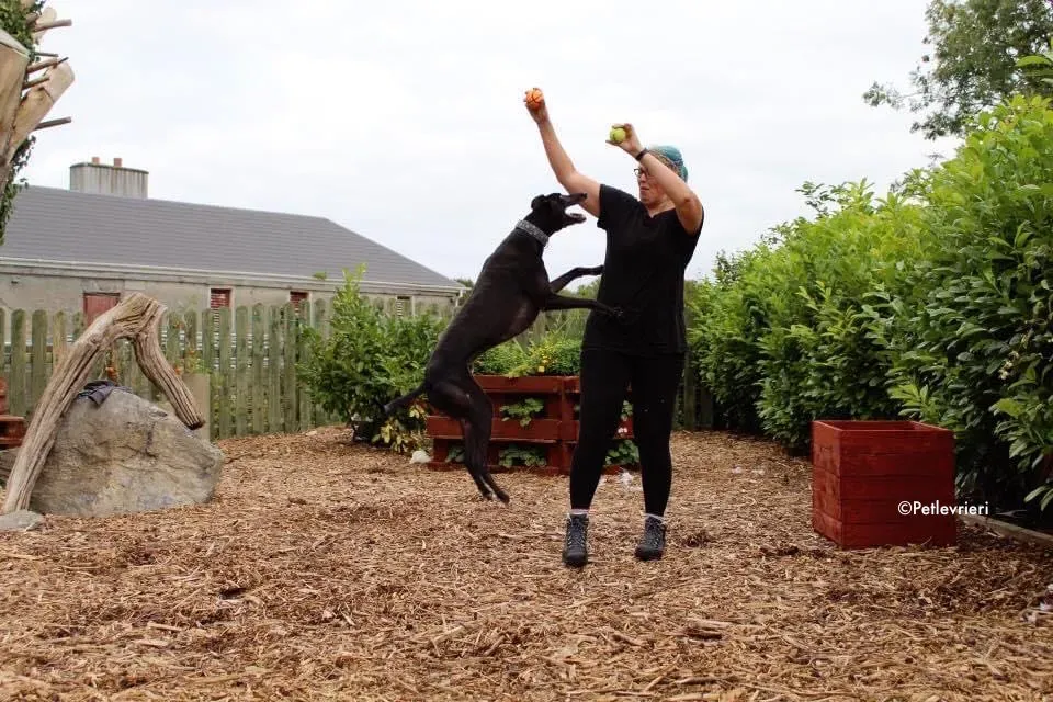 peroni adozione levrieri greyhound 9