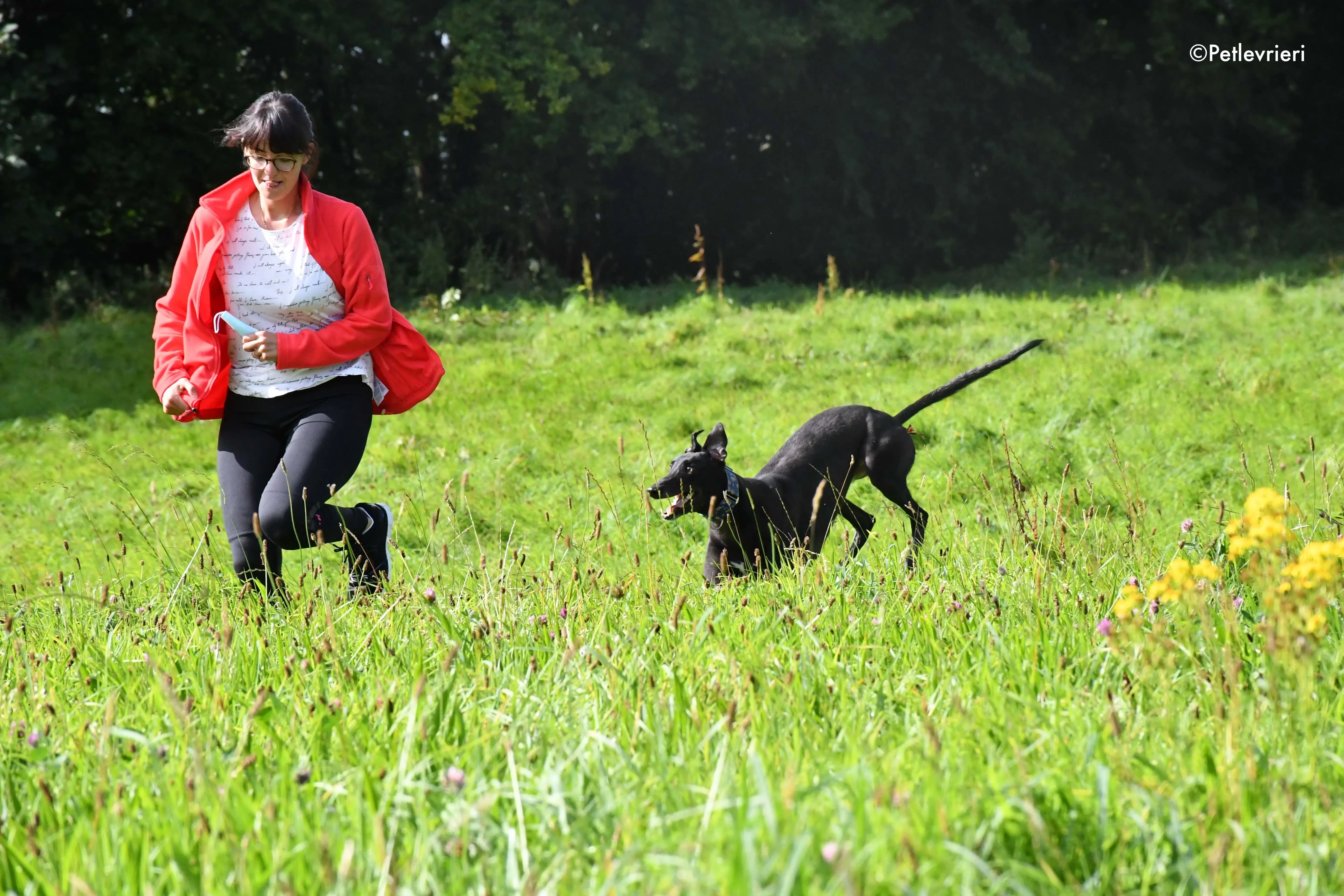 peroni adozione levrieri greyhound 10