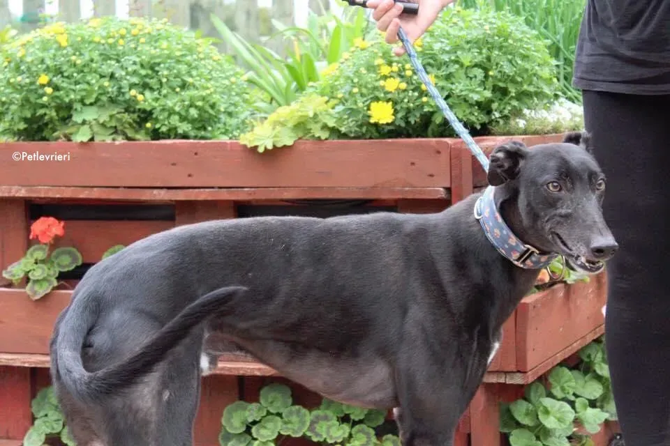 peroni adozione levrieri greyhound 10