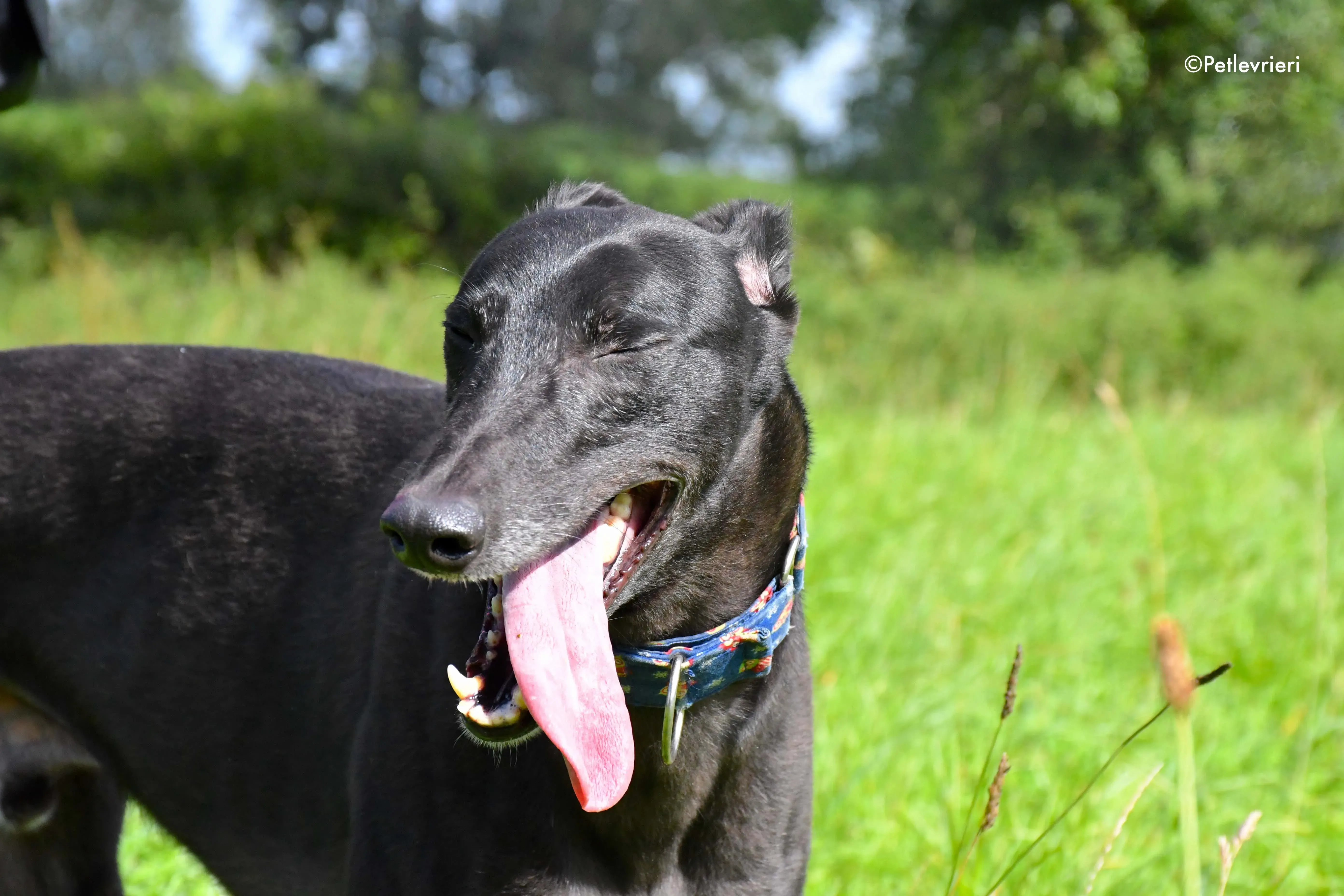 peroni adozione levrieri greyhound 11