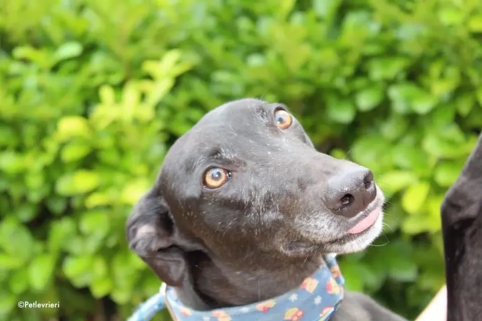 peroni adozione levrieri greyhound 11