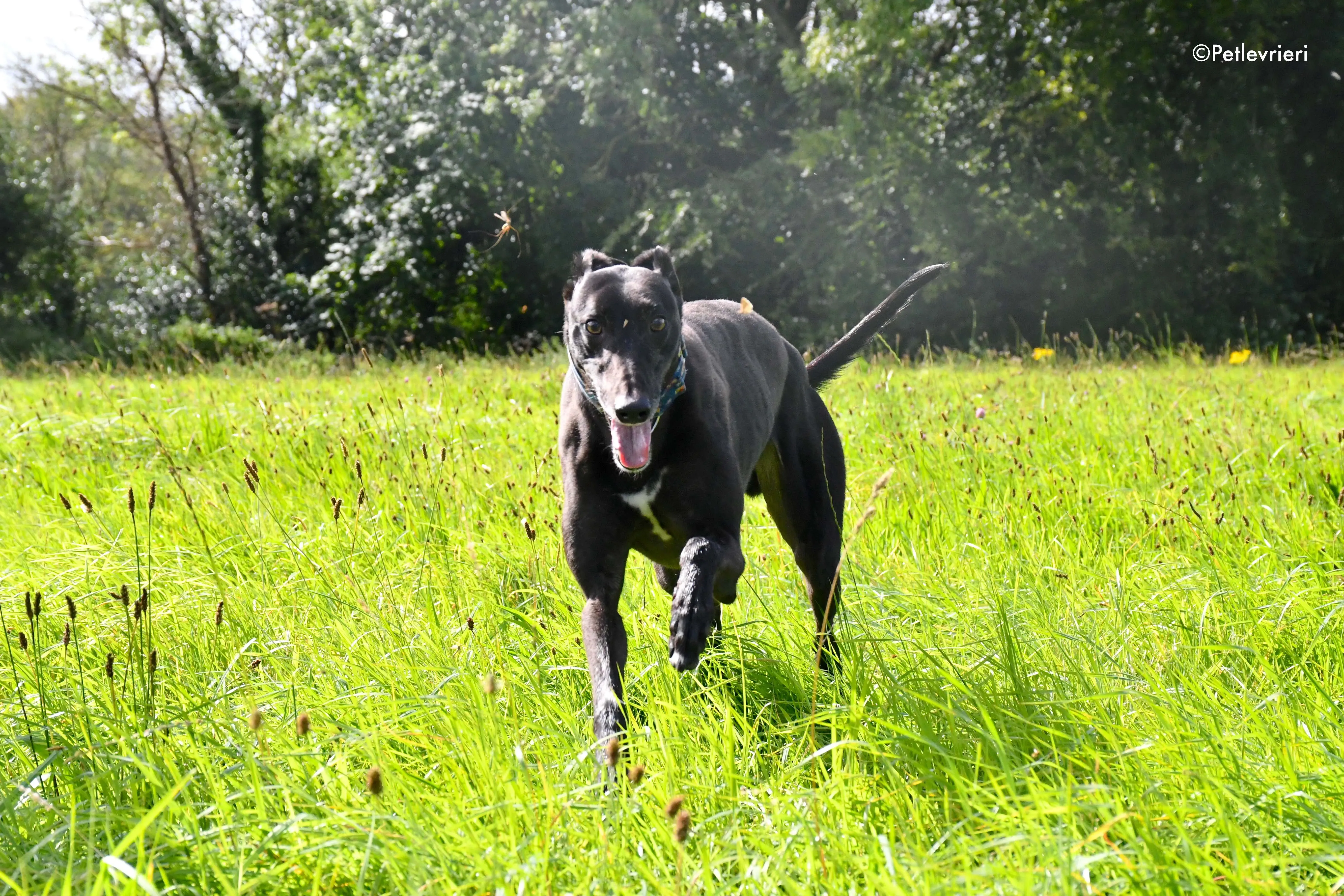 peroni adozione levrieri greyhound 12