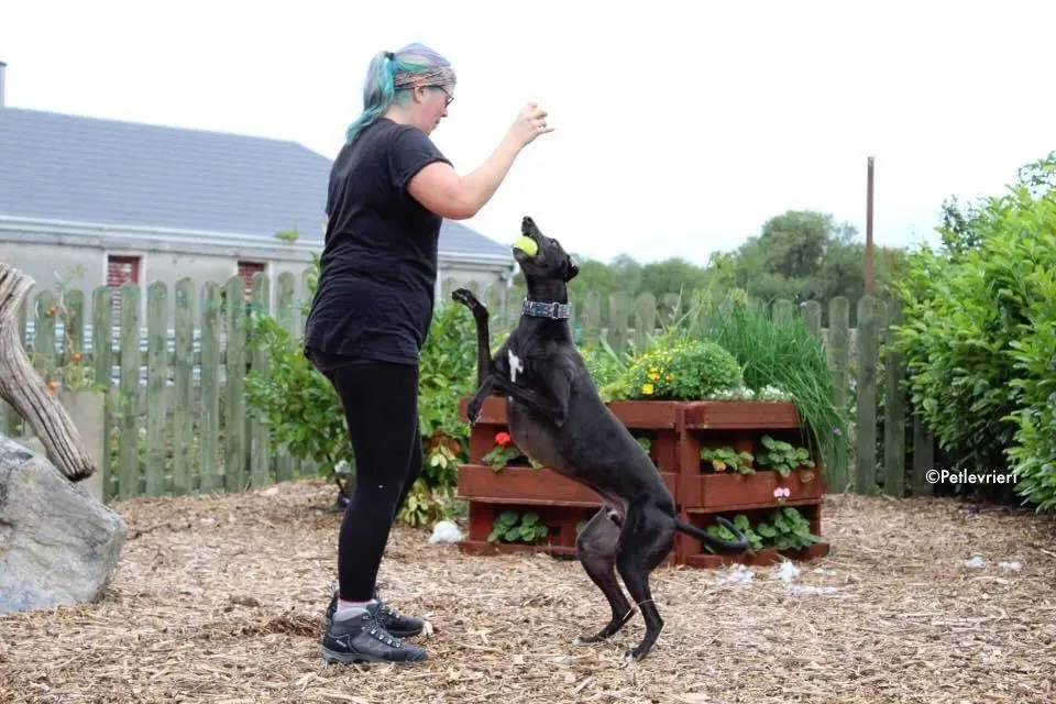 peroni adozione levrieri greyhound 12