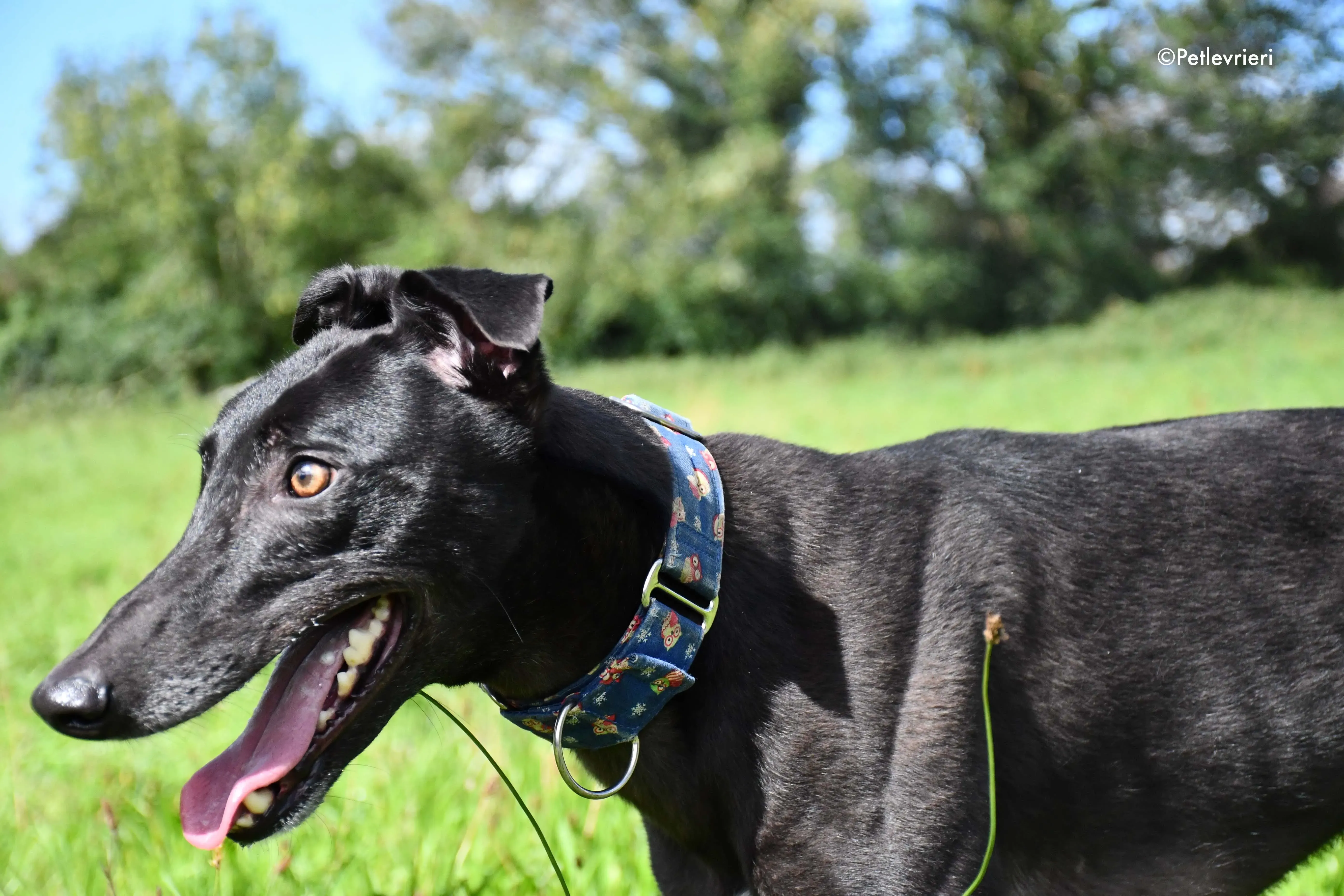 peroni adozione levrieri greyhound 2