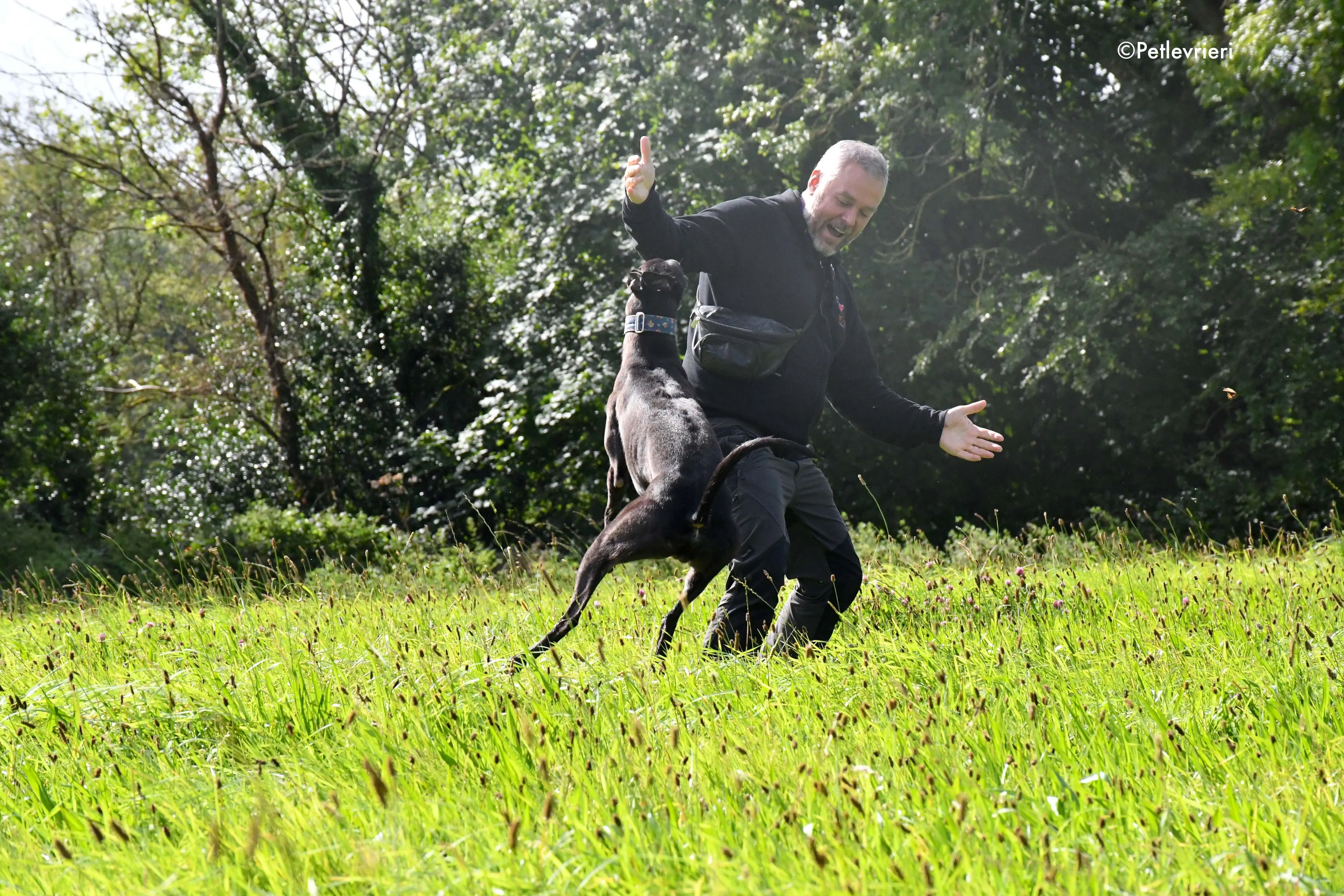 peroni adozione levrieri greyhound 13