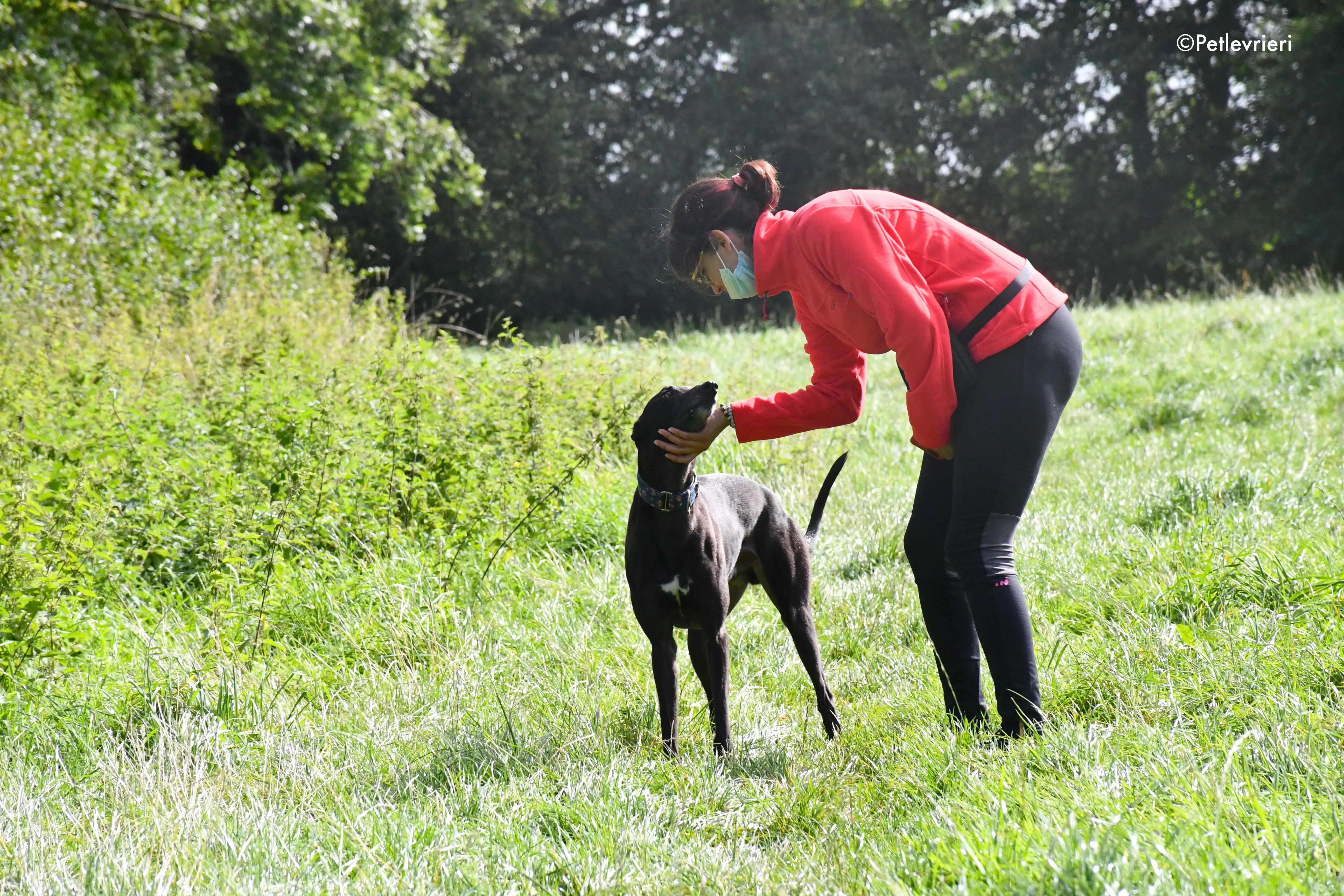 peroni adozione levrieri greyhound 15