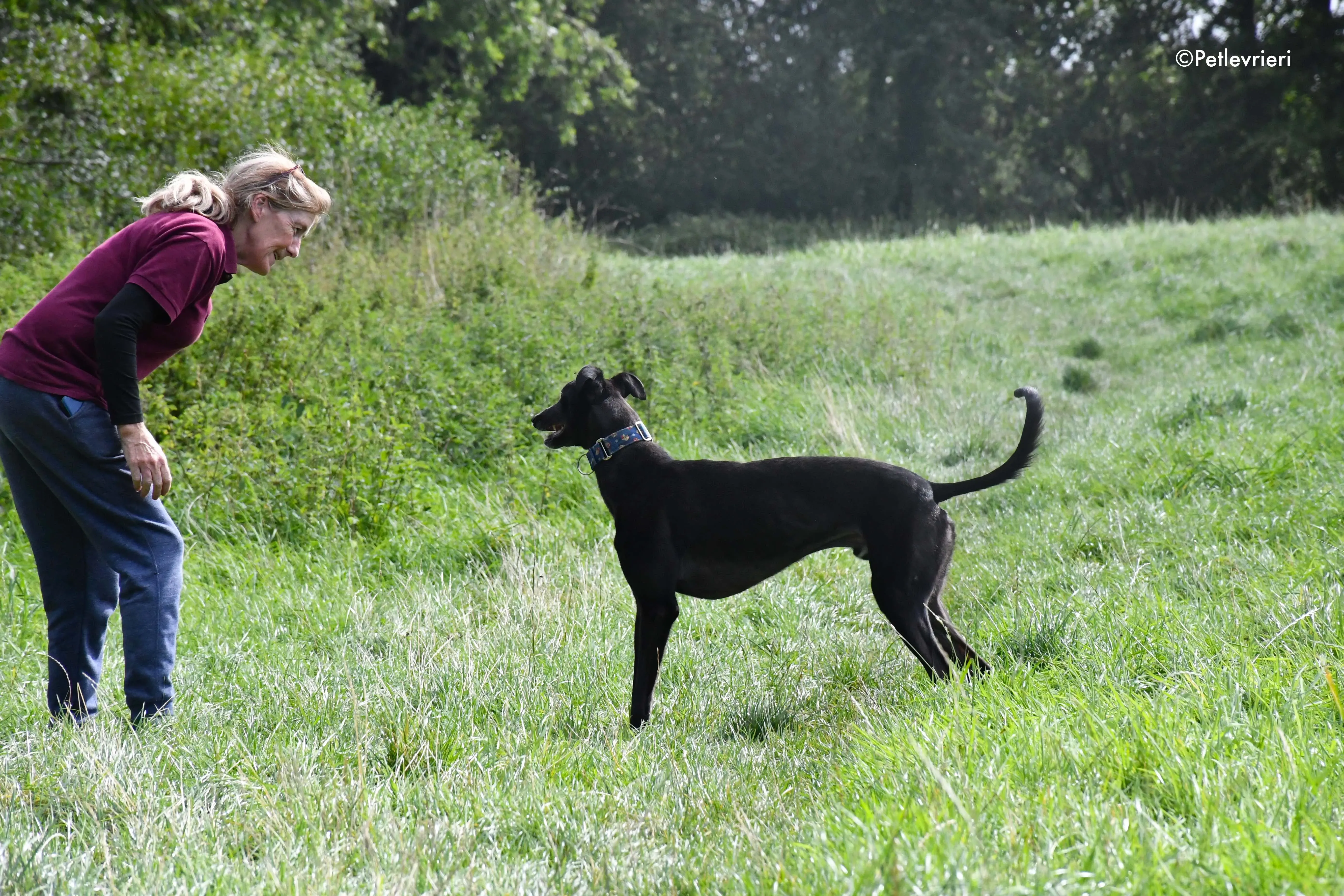 peroni adozione levrieri greyhound 16