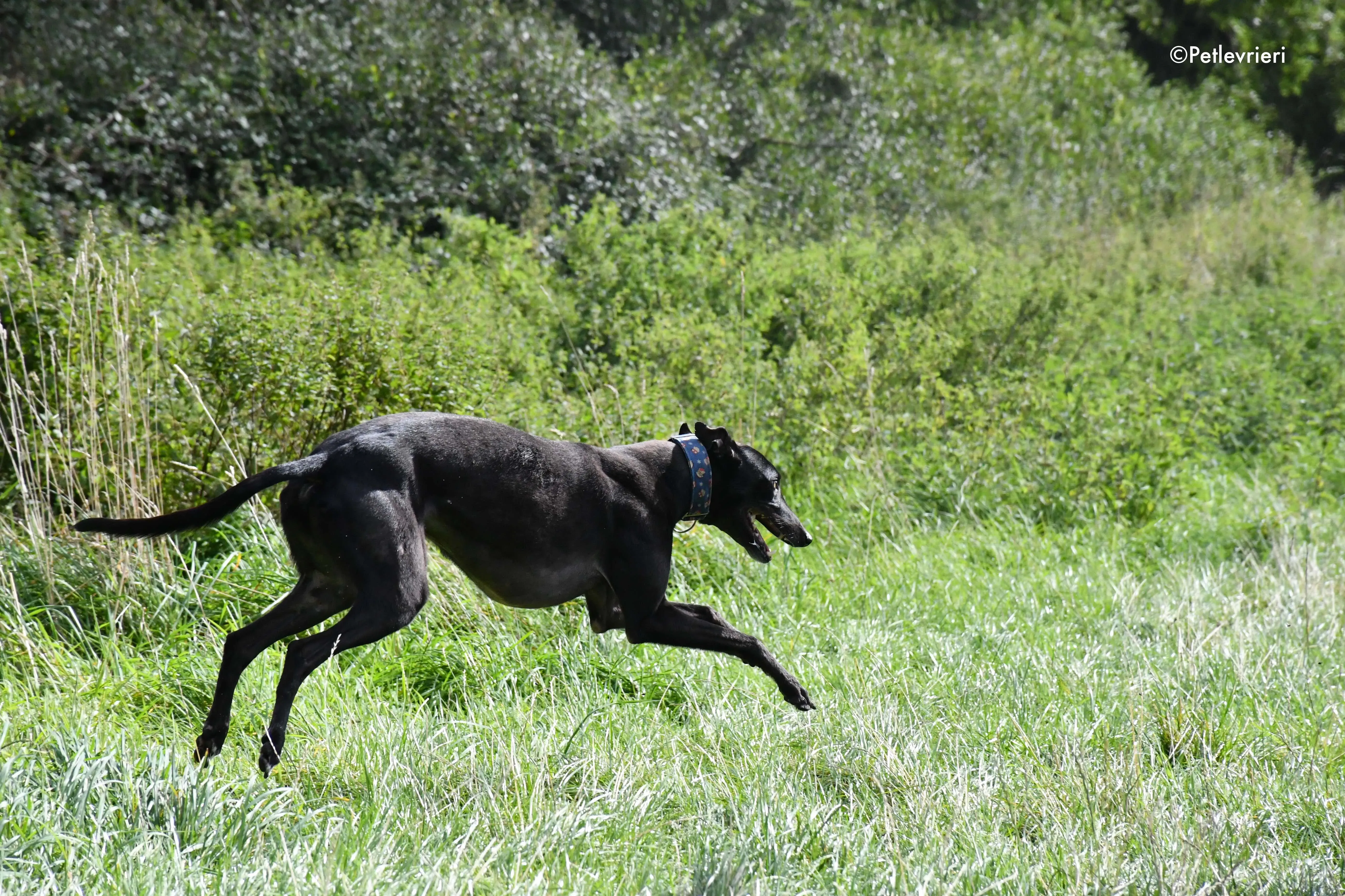 peroni adozione levrieri greyhound 17