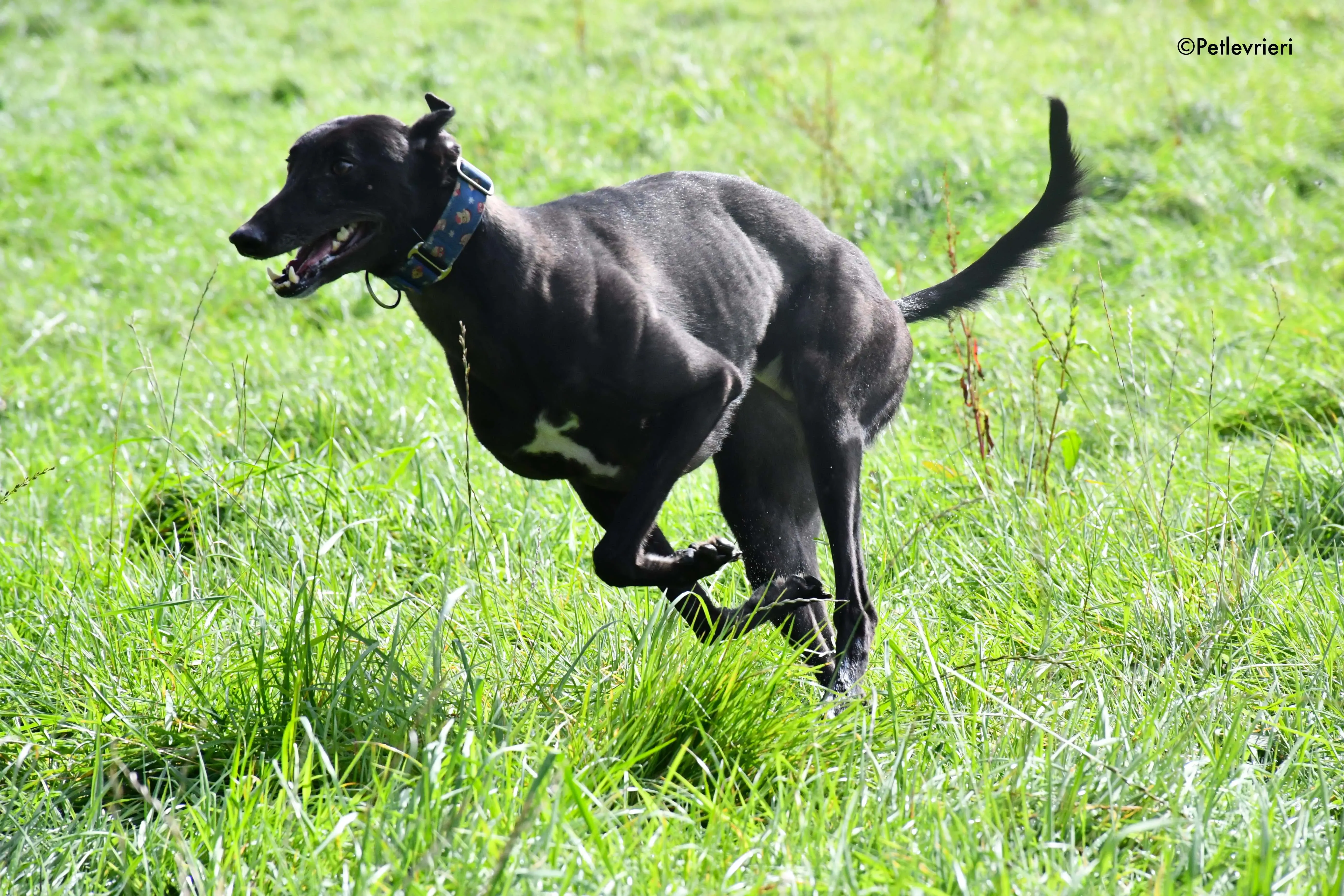 peroni adozione levrieri greyhound 18