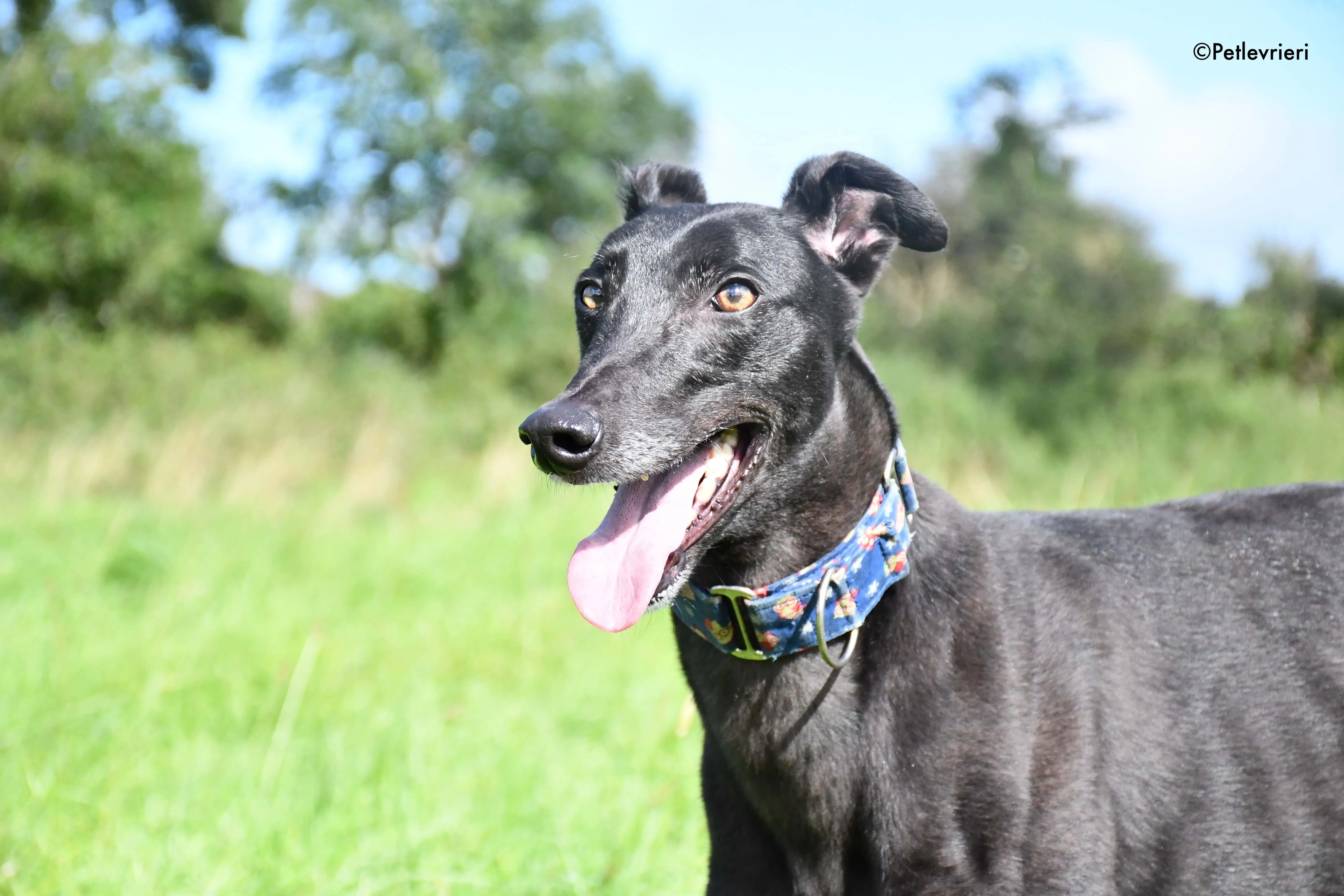 peroni adozione levrieri greyhound 4