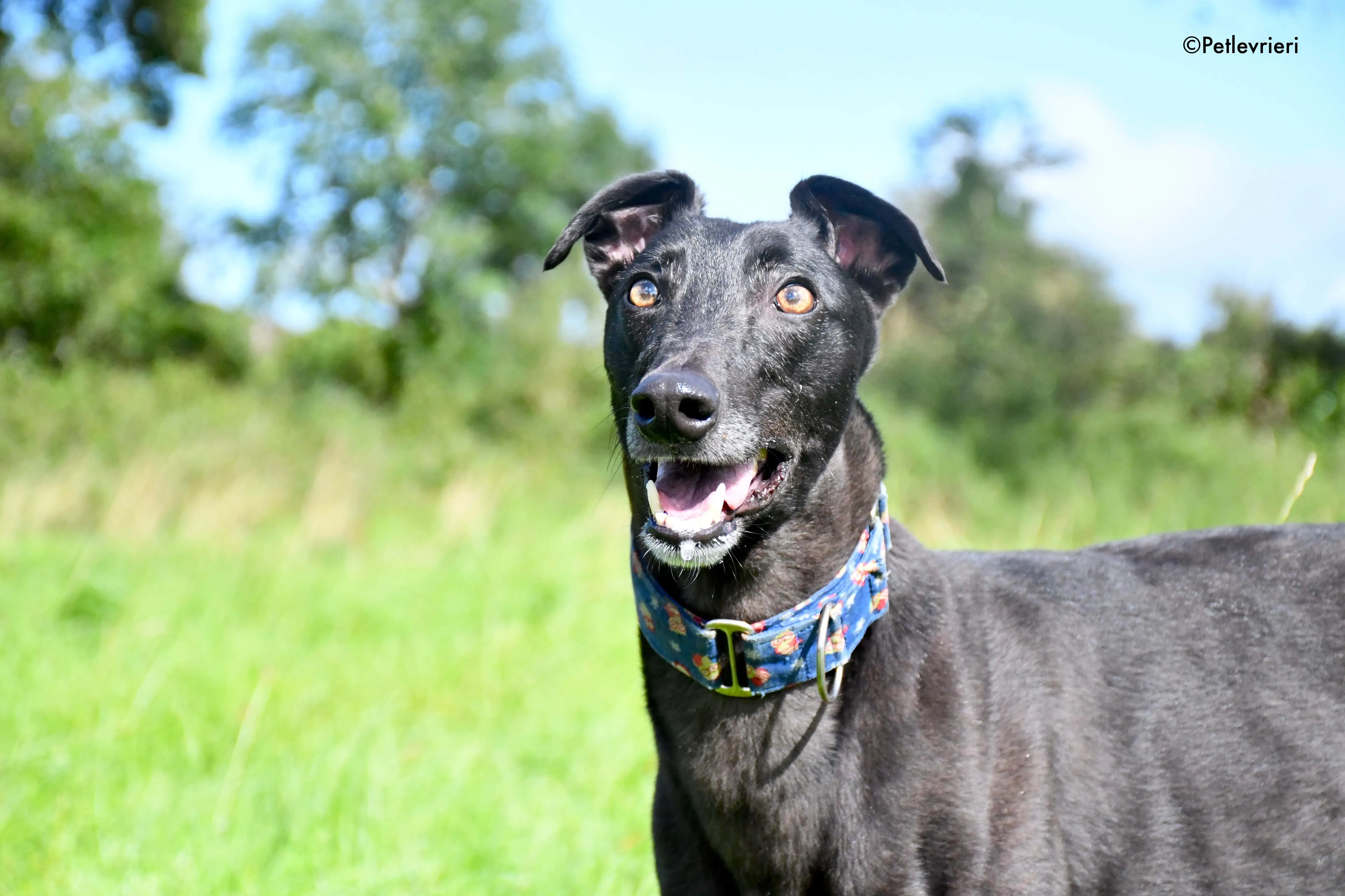 peroni adozione levrieri greyhound 5