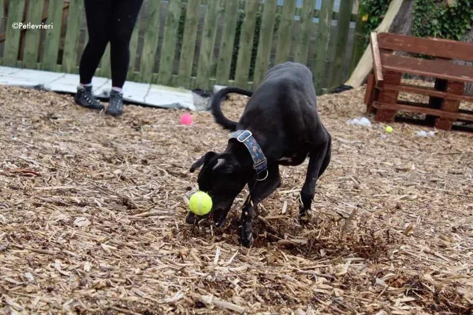 peroni adozione levrieri greyhound 2