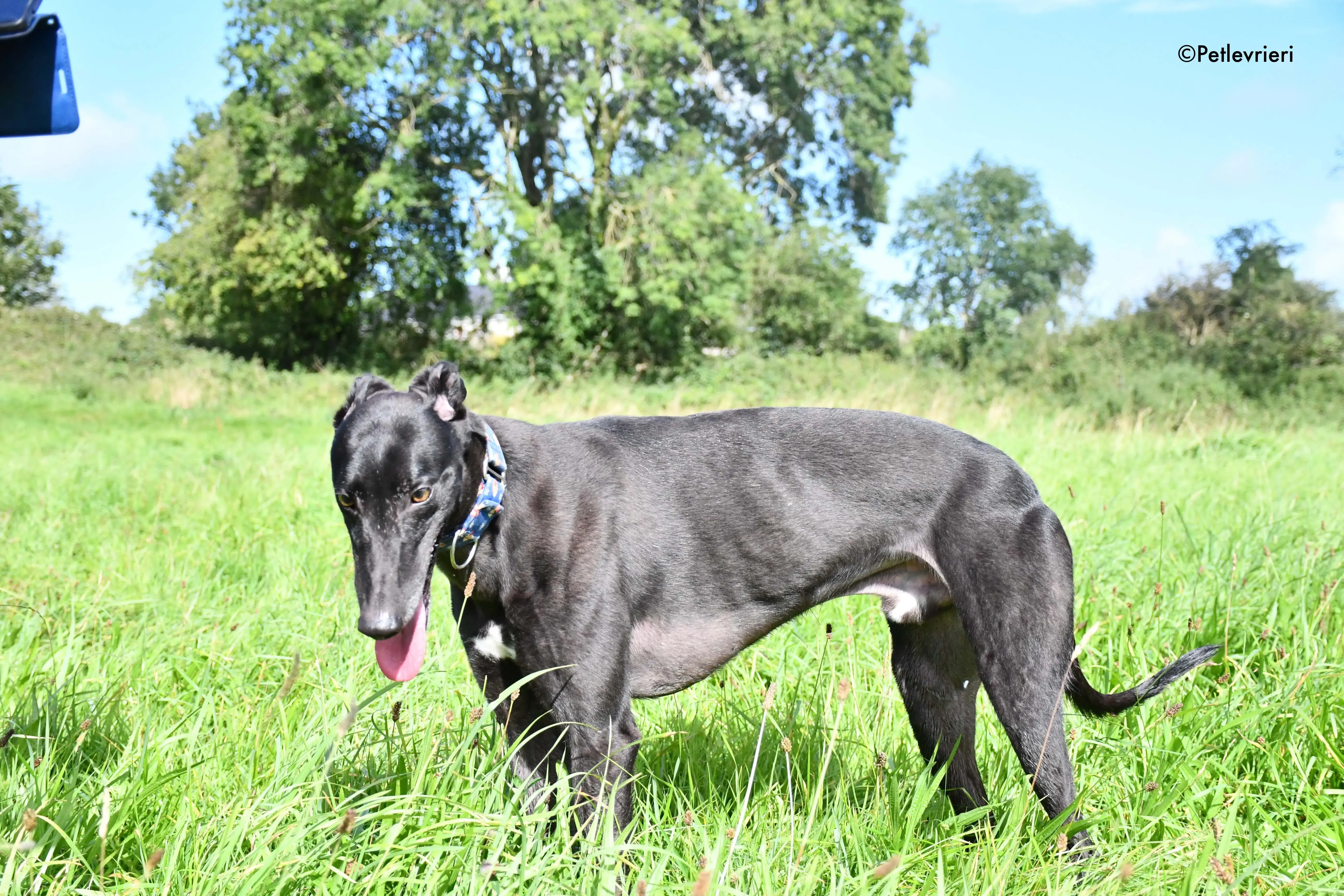 peroni adozione levrieri greyhound 3