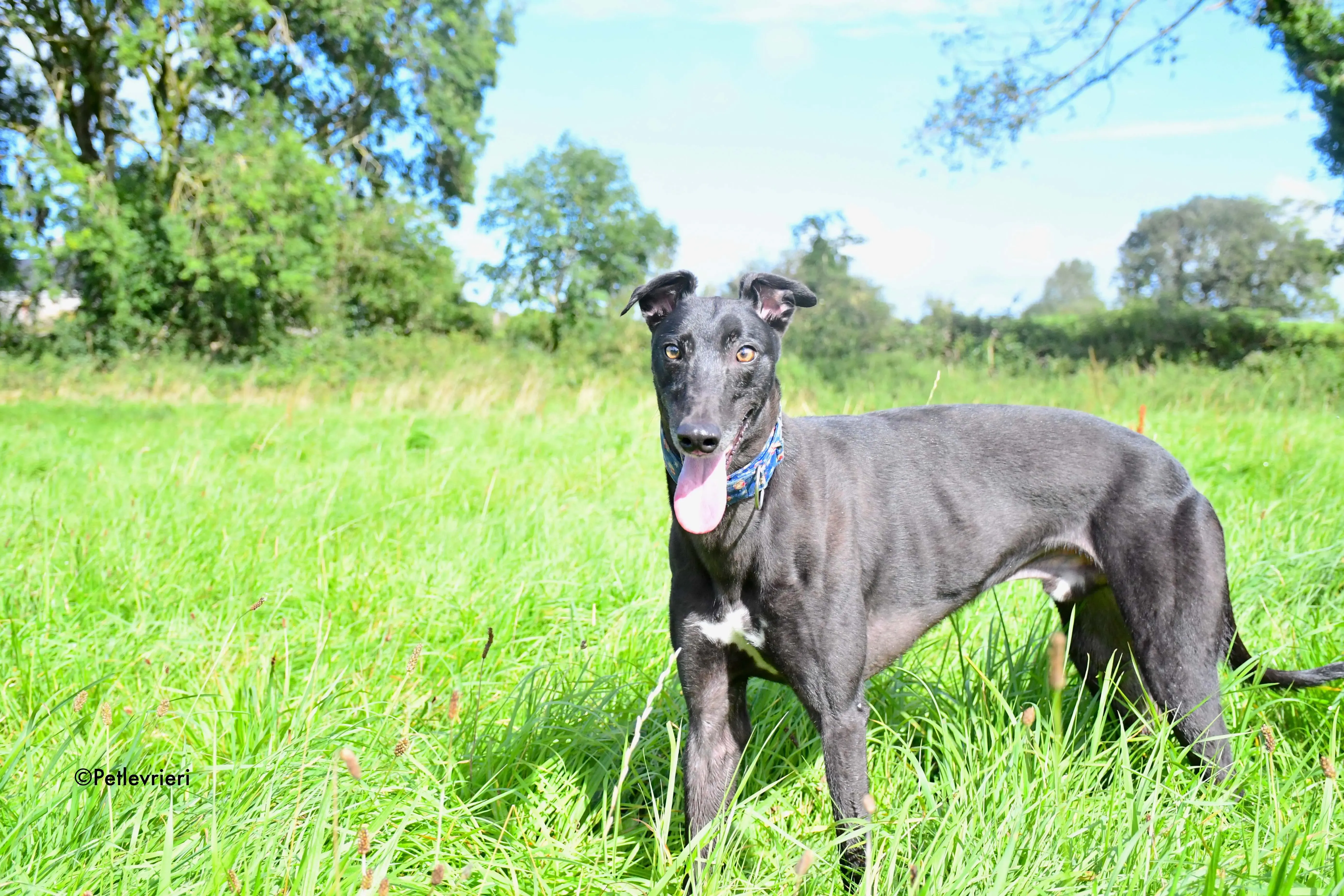 peroni adozione levrieri greyhound 6