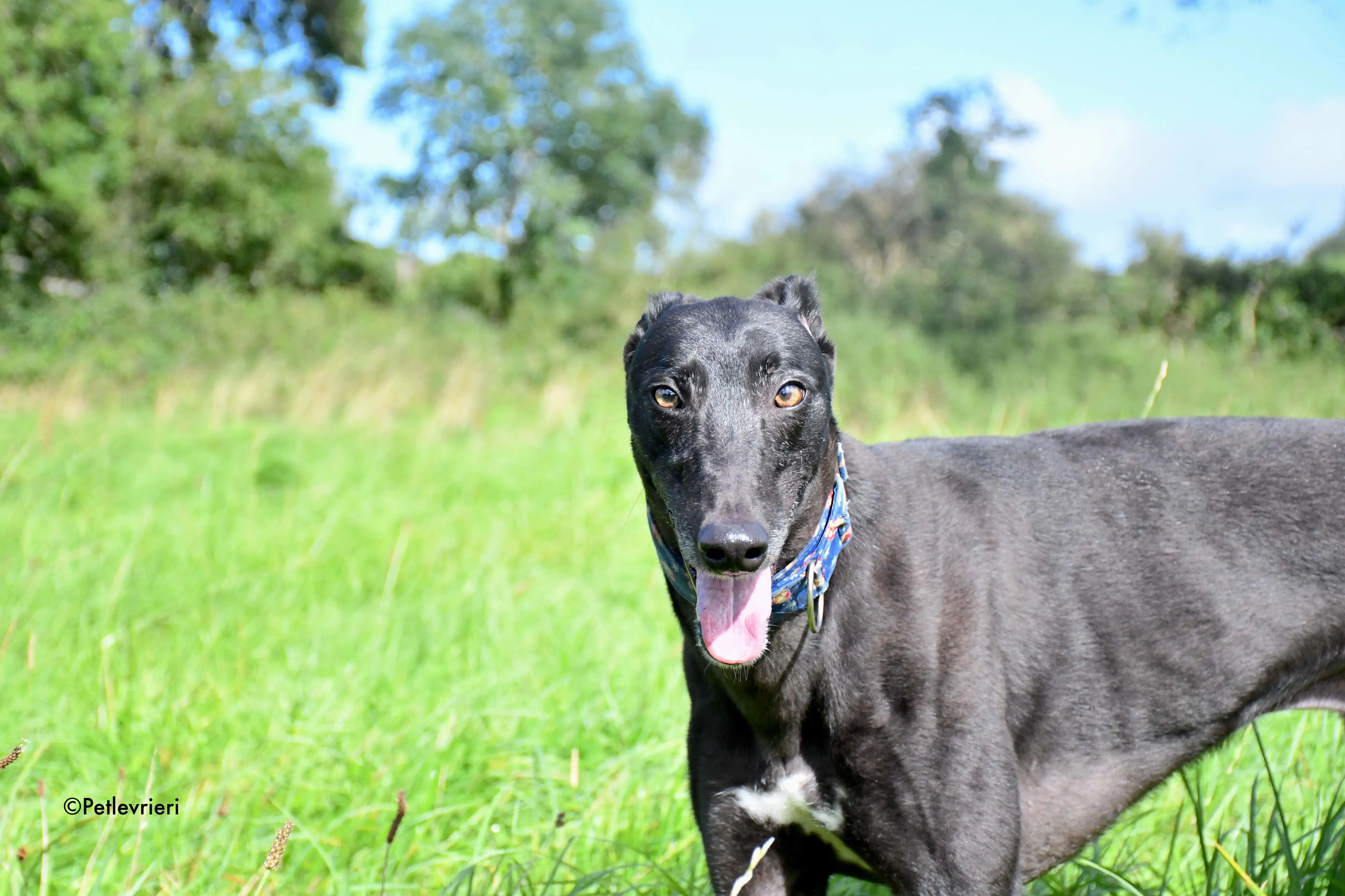 peroni adozione levrieri greyhound 7