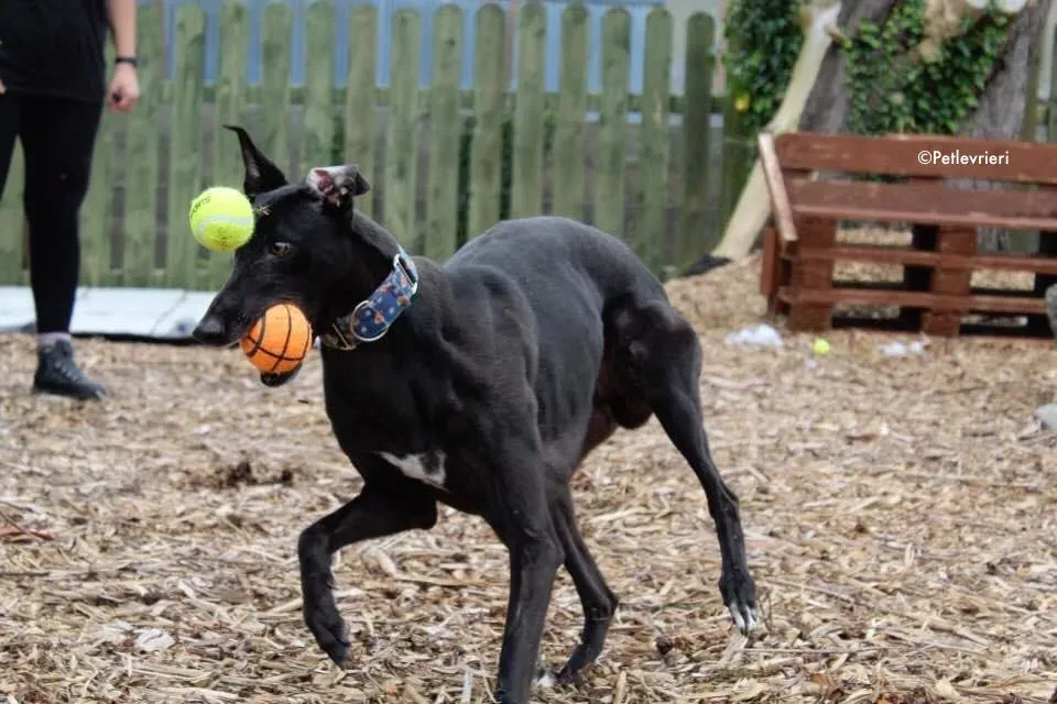 peroni adozione levrieri greyhound 7