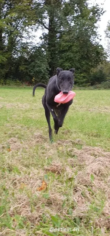 peroni greyhounbd adozione