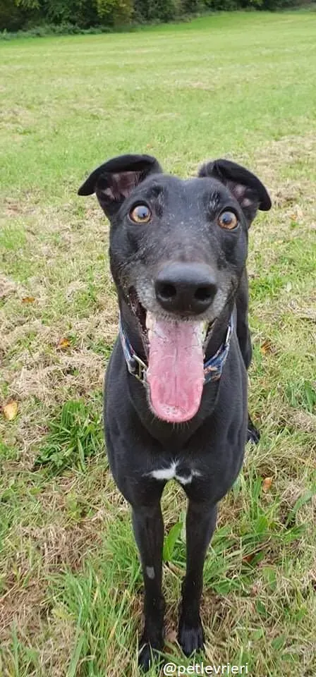 peroni greyhound adozione 1