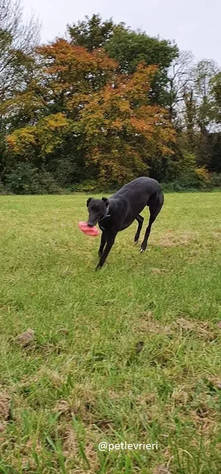 peroni greyhound adozione 2