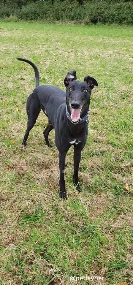 peroni greyhound adozione 3