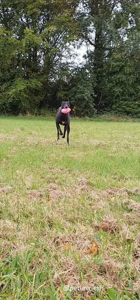 peroni greyhound adozione 4