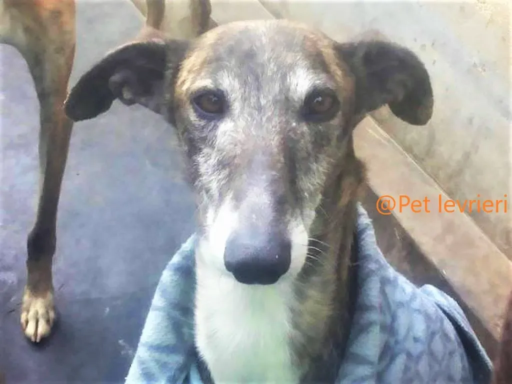 pet levrieri adozione galgo Rayo 01