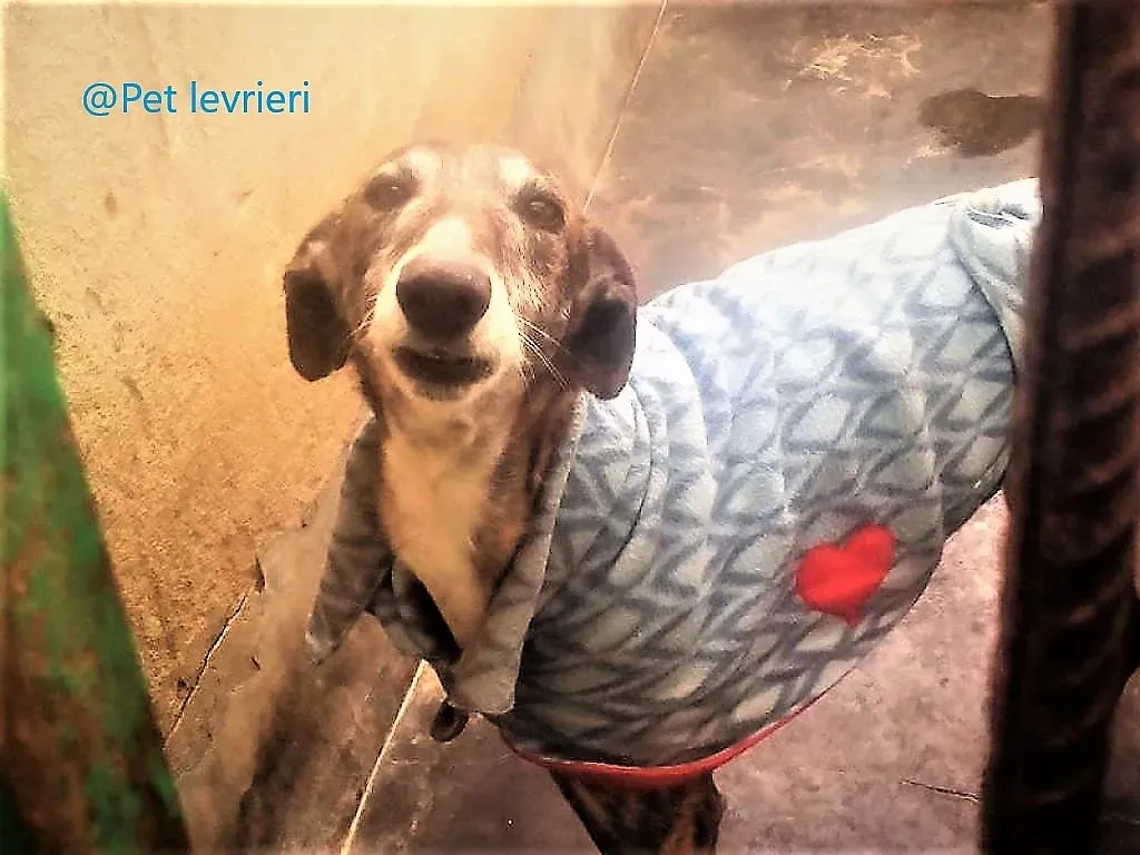 pet levrieri adozione galgo Rayo 02