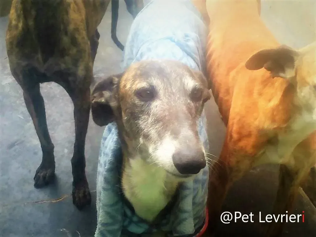 pet levrieri adozione galgo Rayo 03