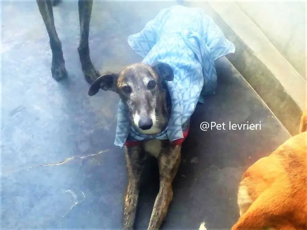 pet levrieri adozione galgo Rayo 04
