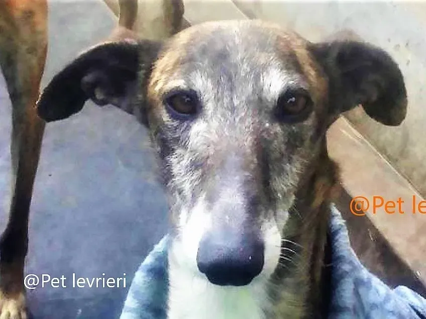 pet levrieri adozione galgo Rayo 05