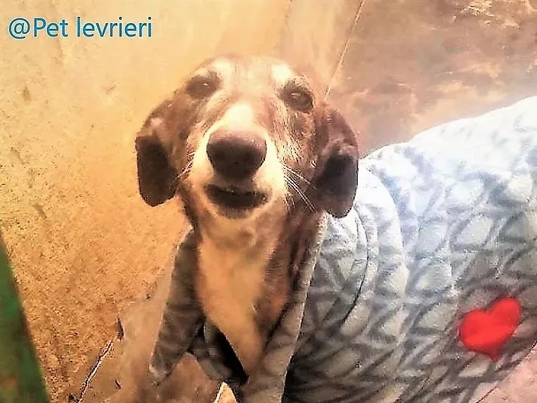 pet levrieri adozione galgo Rayo 06