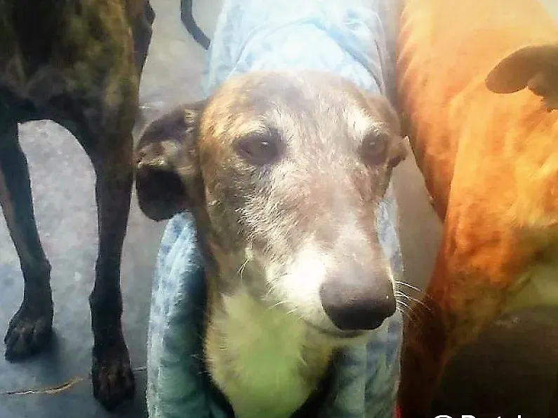 pet levrieri adozione galgo Rayo 07