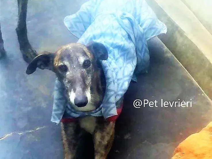 pet levrieri adozione galgo Rayo 08