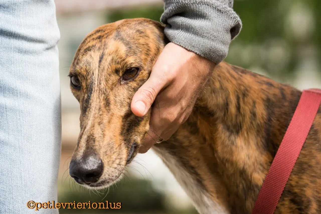 pet levrieri ricerca cani