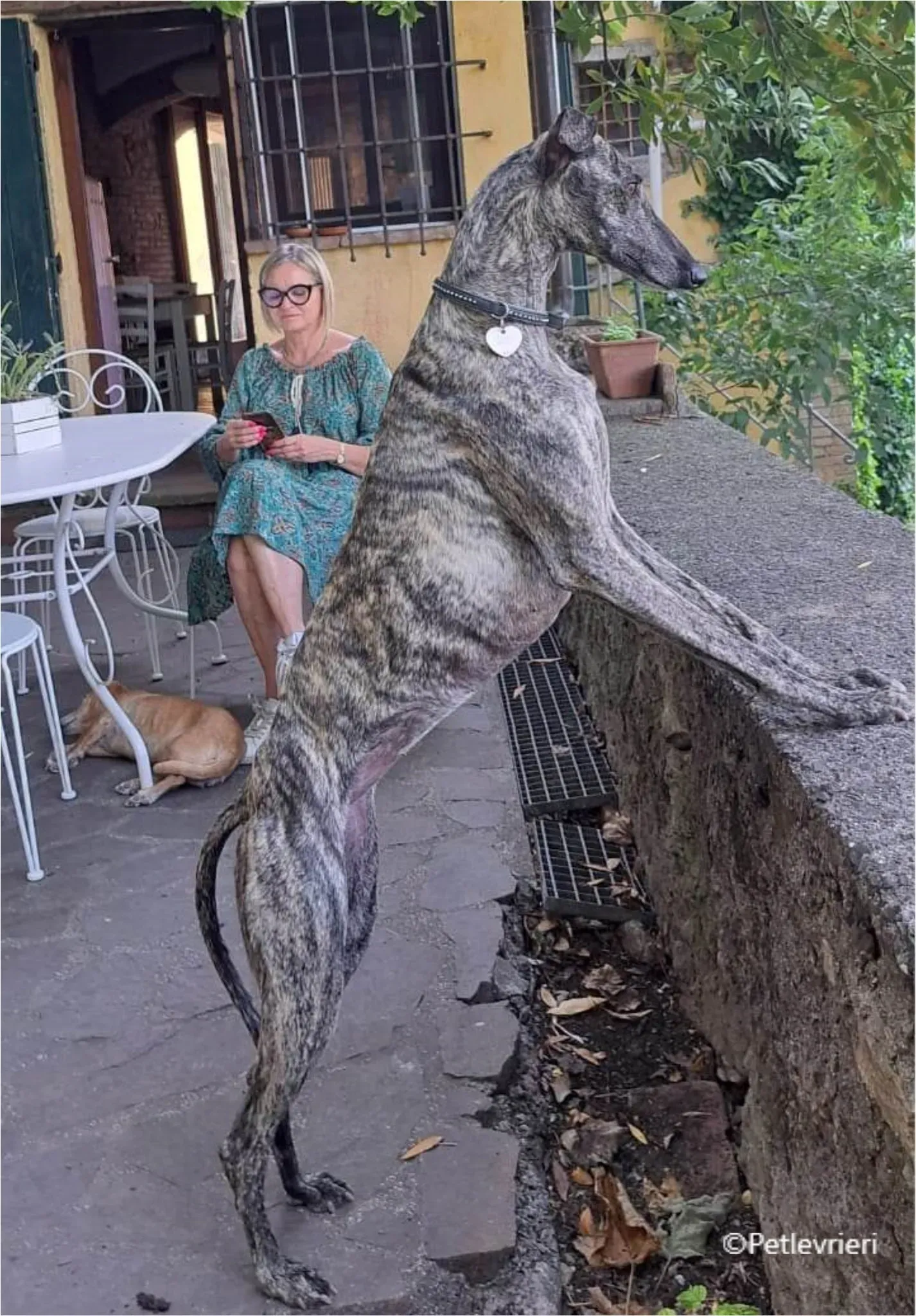 petra galga pet levrieri felici casa