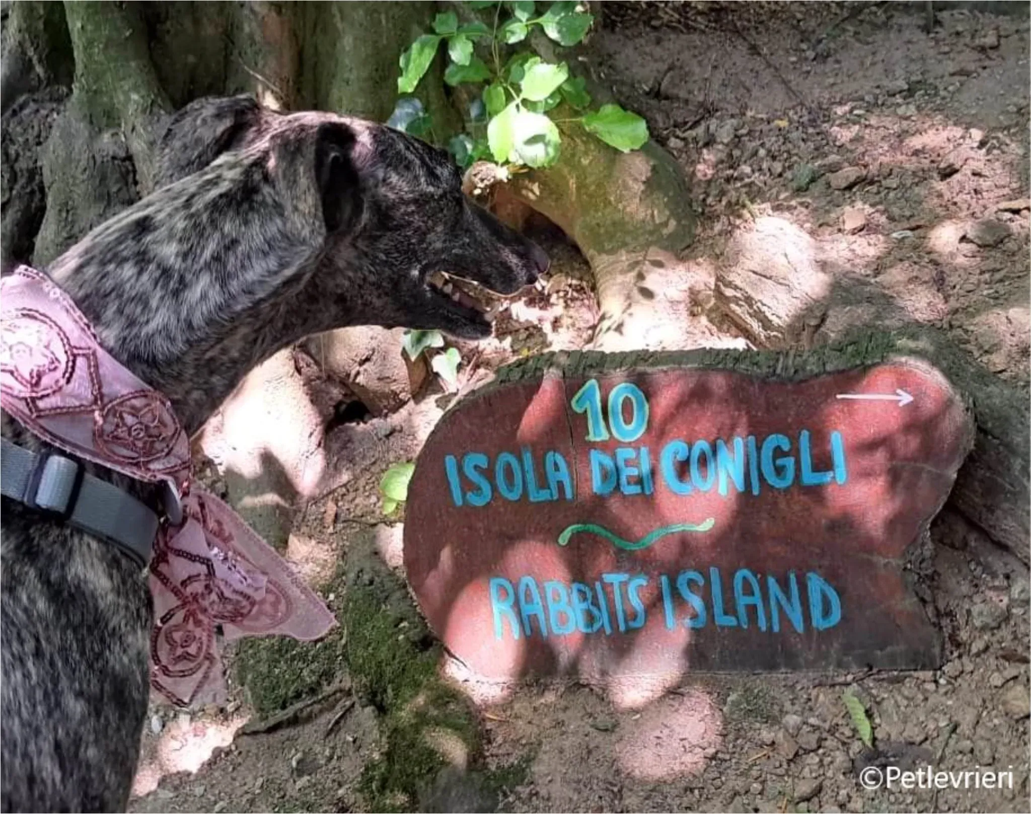 petra galga pet levrieri felici casa1