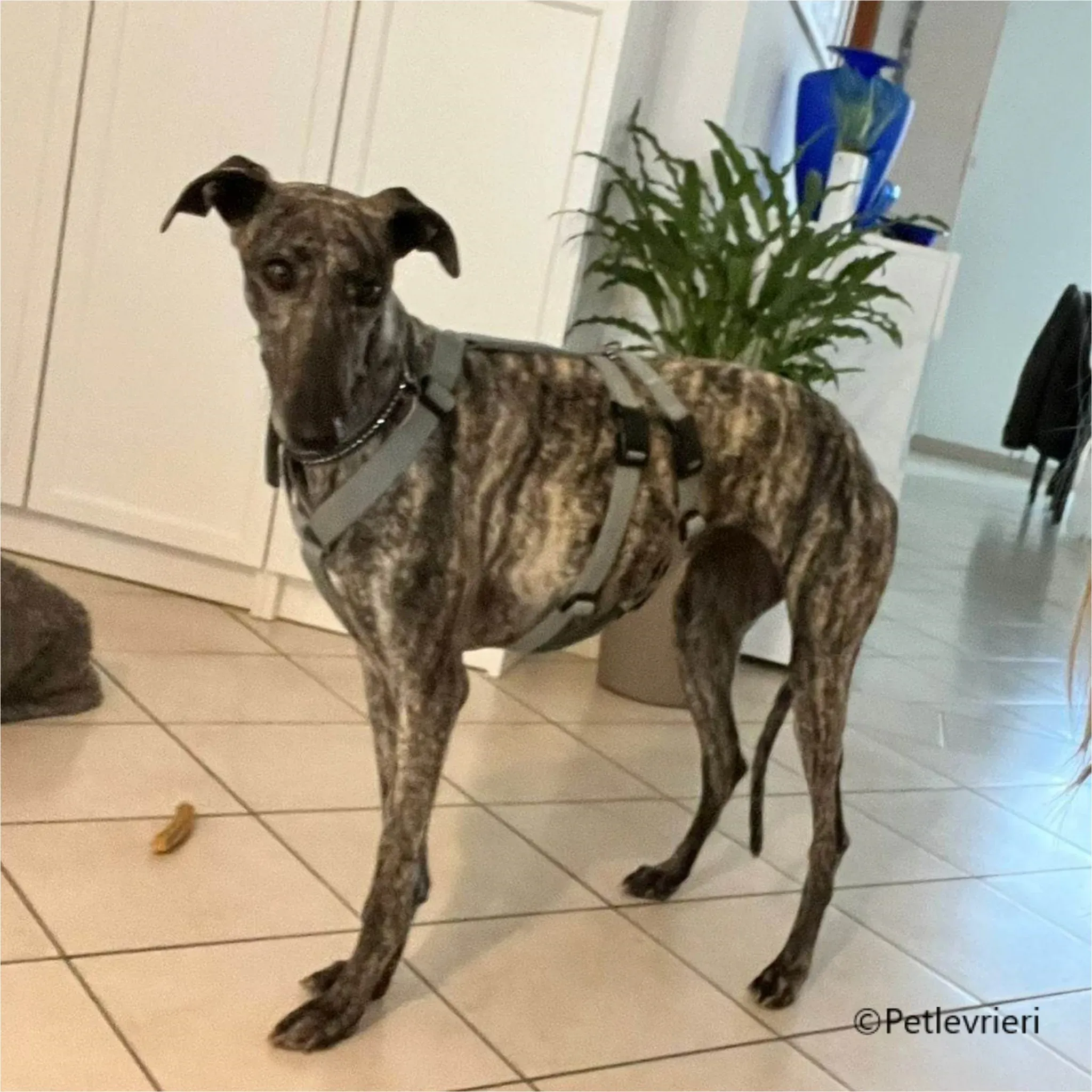 petra galga pet levrieri felici casa10