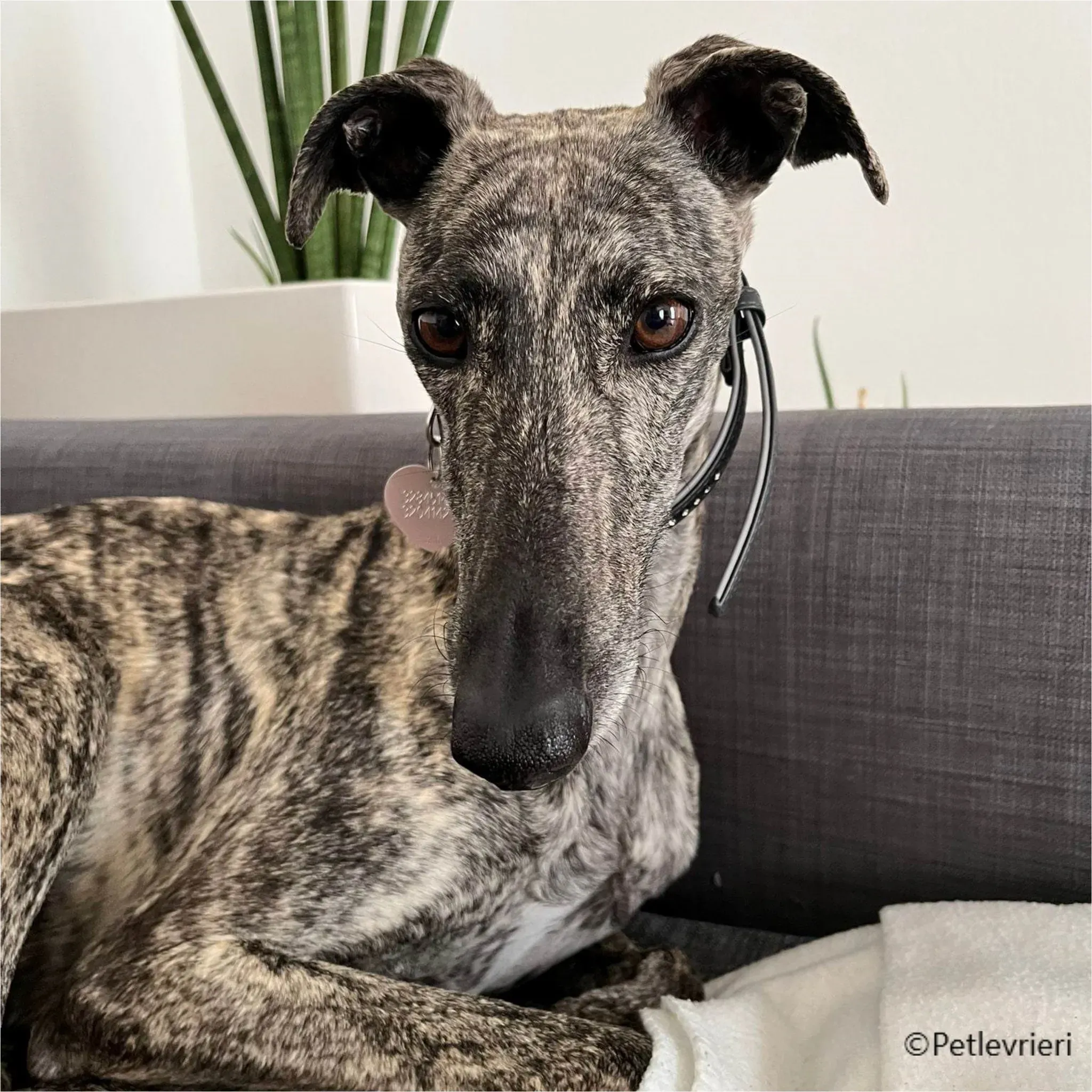 petra galga pet levrieri felici casa11