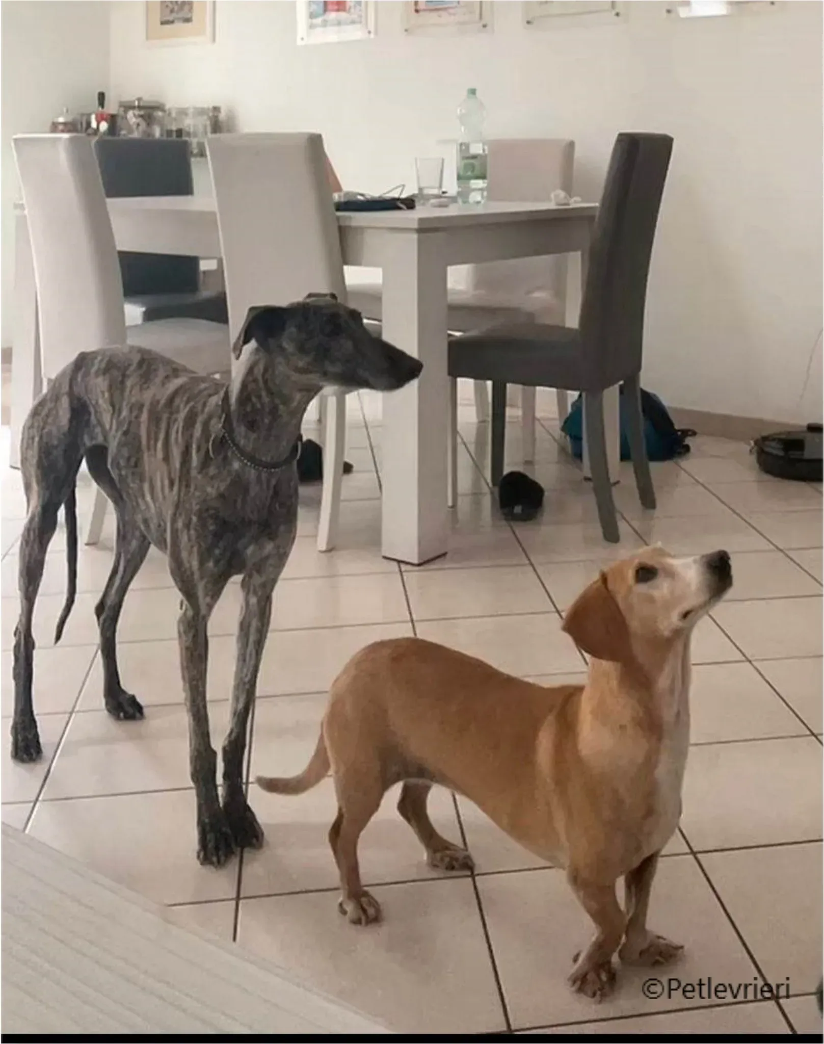 petra galga pet levrieri felici casa12