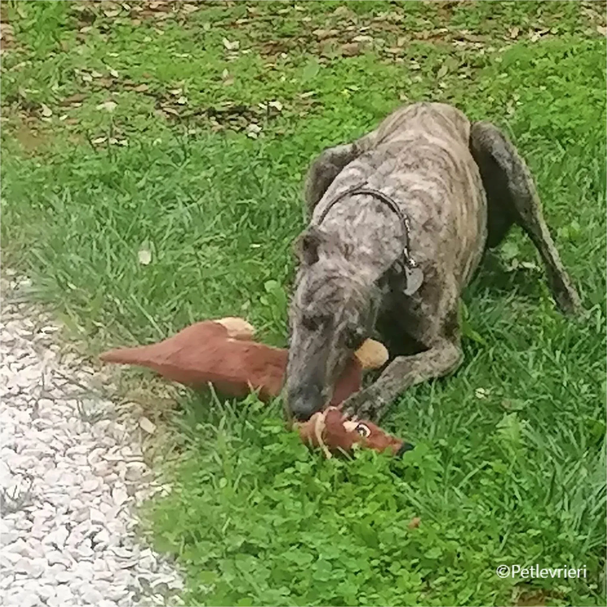 petra galga pet levrieri felici casa13