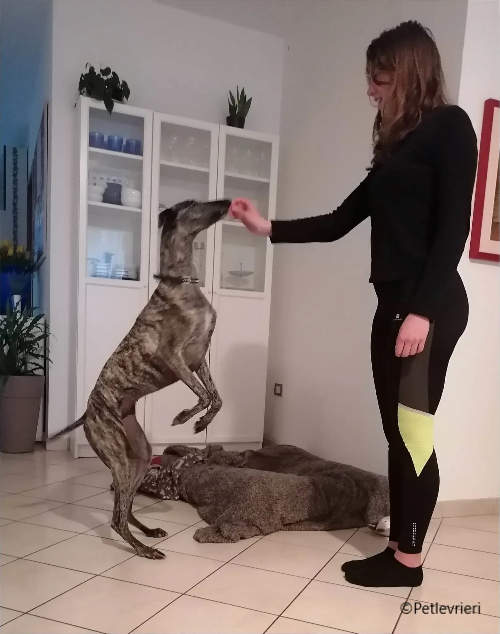 petra galga pet levrieri felici casa14