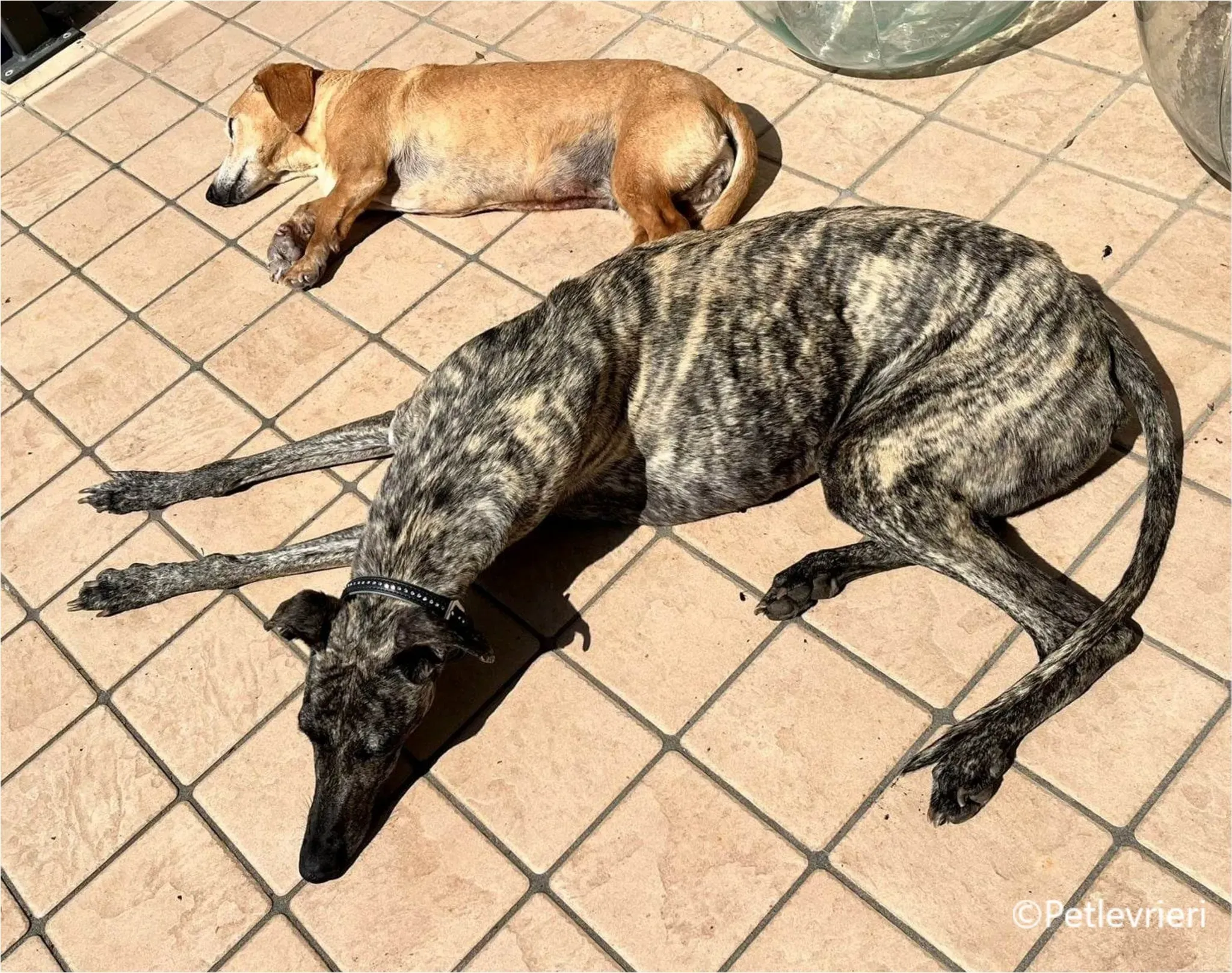 petra galga pet levrieri felici casa15